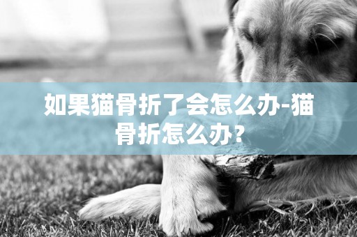 如果貓骨折了會怎么辦-貓骨折怎么辦？