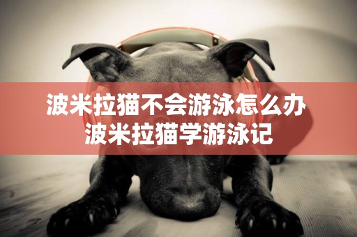 波米拉貓不會游泳怎么辦 波米拉貓學游泳記