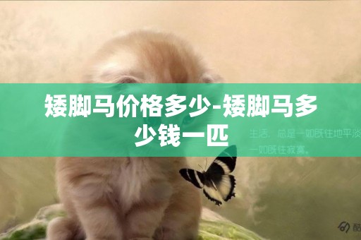 矮腳馬價格多少-矮腳馬多少錢一匹