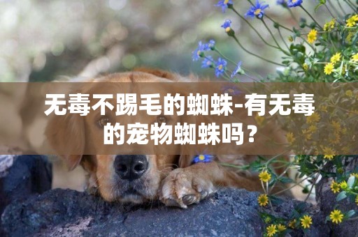 無毒不踢毛的蜘蛛-有無毒的寵物蜘蛛嗎？