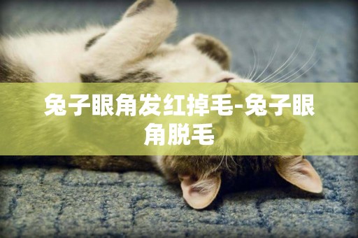 兔子眼角發紅掉毛-兔子眼角脫毛
