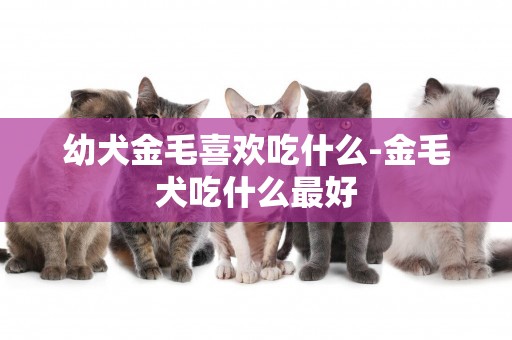 幼犬金毛喜歡吃什么-金毛犬吃什么最好