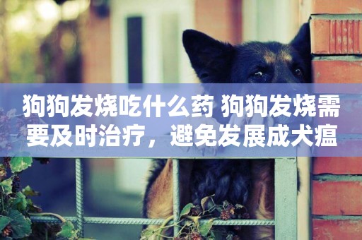 狗狗發燒吃什么藥 狗狗發燒需要及時治療，避免發展成犬瘟