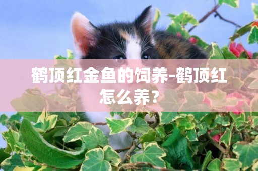 鶴頂紅金魚的飼養-鶴頂紅怎么養？