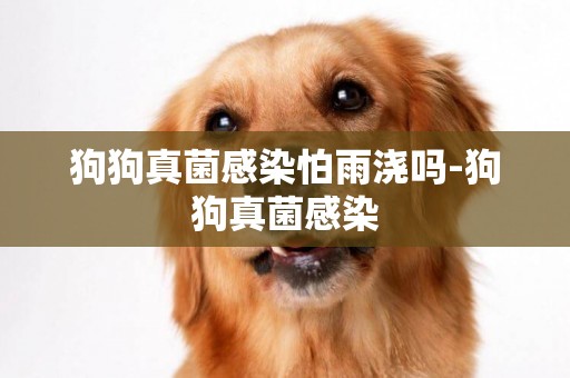 狗狗真菌感染怕雨澆嗎-狗狗真菌感染
