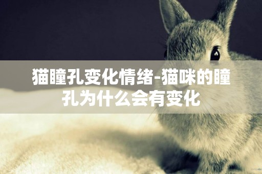 貓瞳孔變化情緒-貓咪的瞳孔為什么會有變化