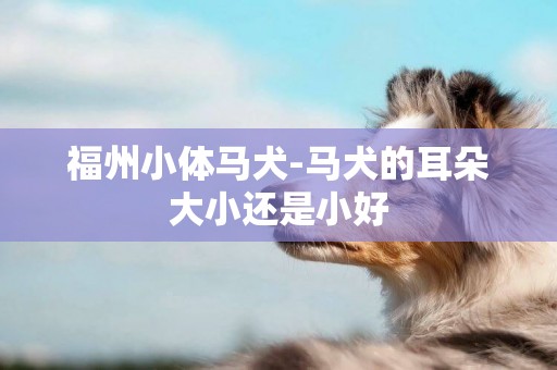 福州小體馬犬-馬犬的耳朵大小還是小好