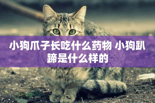 小狗爪子長吃什么藥物 小狗趴蹄是什么樣的
