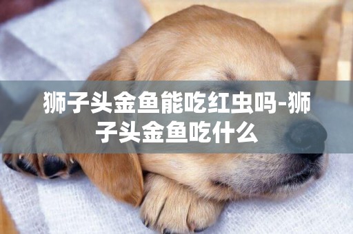 獅子頭金魚能吃紅蟲嗎-獅子頭金魚吃什么