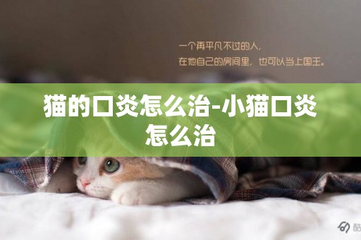 貓的口炎怎么治-小貓口炎怎么治