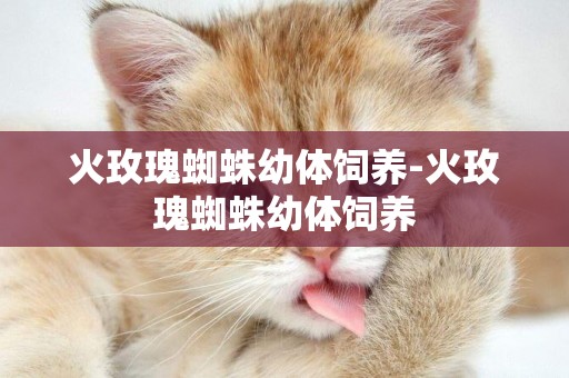 火玫瑰蜘蛛幼體飼養-火玫瑰蜘蛛幼體飼養