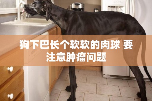 狗下巴長個軟軟的肉球 要注意腫瘤問題