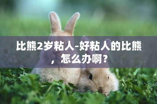 比熊2歲粘人-好粘人的比熊，怎么辦啊？