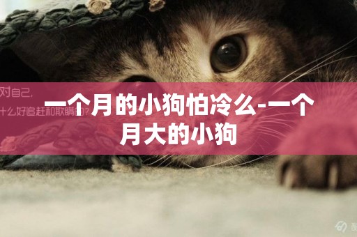 一個月的小狗怕冷么-一個月大的小狗