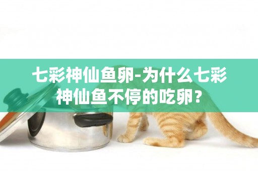 七彩神仙魚卵-為什么七彩神仙魚不停的吃卵？