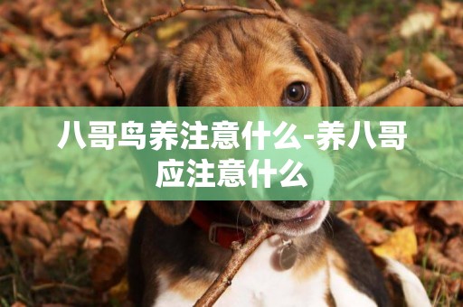 八哥鳥養注意什么-養八哥應注意什么