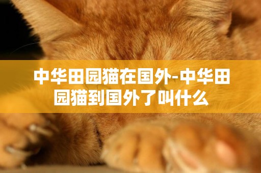 中華田園貓在國外-中華田園貓到國外了叫什么