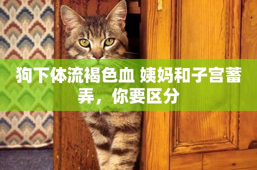 狗下體流褐色血 姨媽和子宮蓄弄，你要區分