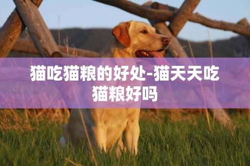 貓吃貓糧的好處-貓天天吃貓糧好嗎