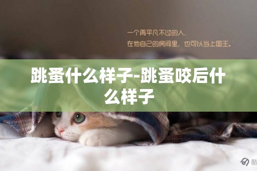 跳蚤什么樣子-跳蚤咬后什么樣子