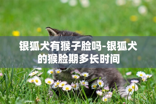 銀狐犬有猴子臉嗎-銀狐犬的猴臉期多長時間