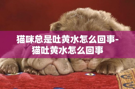 貓咪總是吐黃水怎么回事-貓吐黃水怎么回事
