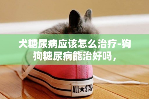 犬糖尿病應該怎么治療-狗狗糖尿病能治好嗎，