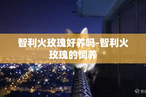 智利火玫瑰好養嗎-智利火玫瑰的飼養