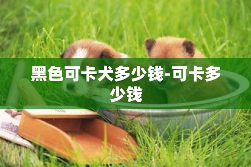 黑色可卡犬多少錢-可卡多少錢