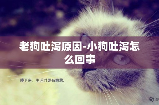 老狗吐瀉原因-小狗吐瀉怎么回事