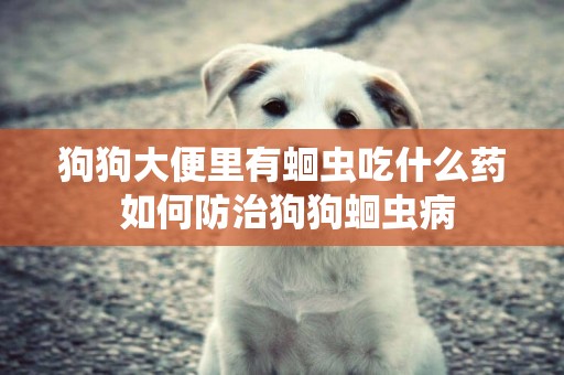 狗狗大便里有蛔蟲吃什么藥 如何防治狗狗蛔蟲病