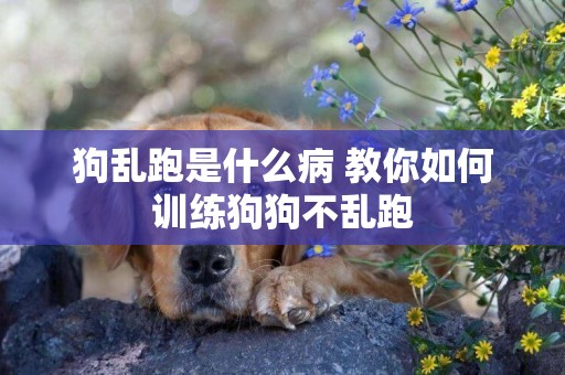 狗亂跑是什么病 教你如何訓練狗狗不亂跑