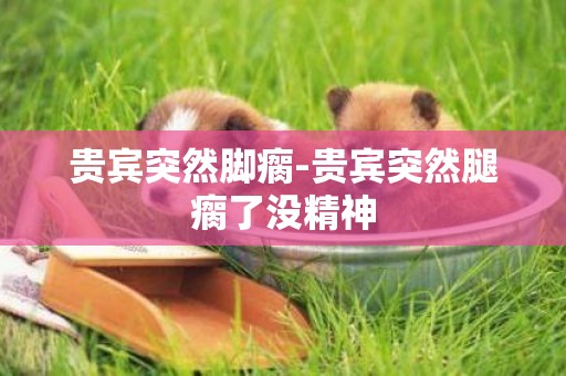 貴賓突然腳瘸-貴賓突然腿瘸了沒精神