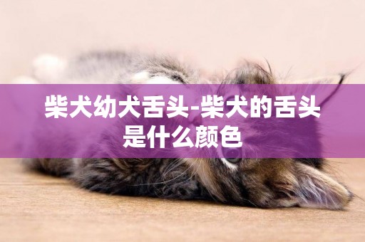 柴犬幼犬舌頭-柴犬的舌頭是什么顏色
