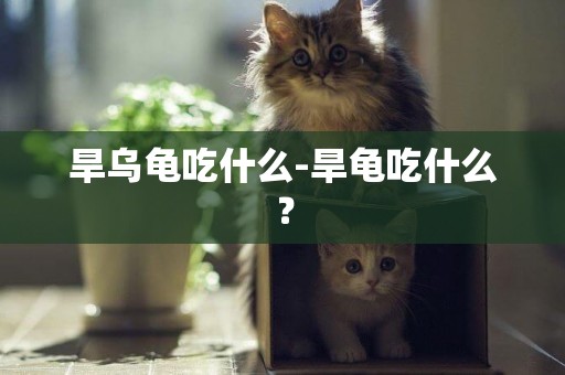 旱烏龜吃什么-旱龜吃什么？