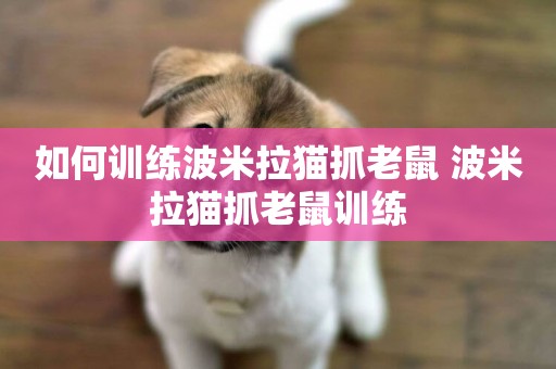 如何訓練波米拉貓抓老鼠 波米拉貓抓老鼠訓練