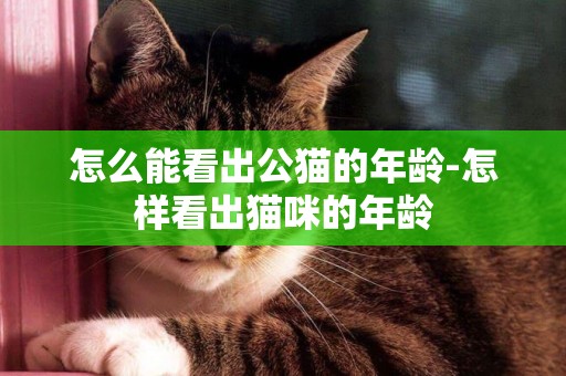 怎么能看出公貓的年齡-怎樣看出貓咪的年齡