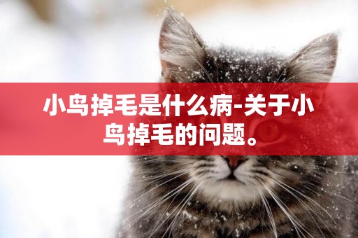 小鳥掉毛是什么病-關于小鳥掉毛的問題。