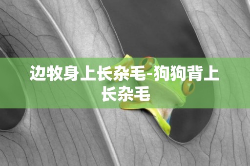 邊牧身上長雜毛-狗狗背上長雜毛