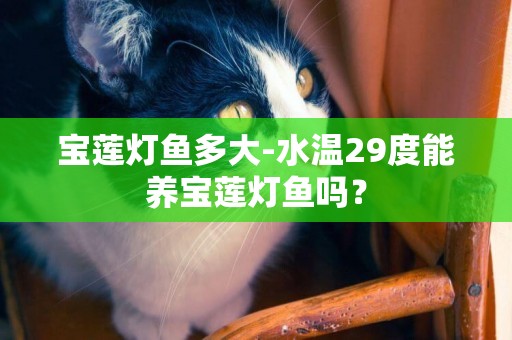 寶蓮燈魚多大-水溫29度能養寶蓮燈魚嗎？