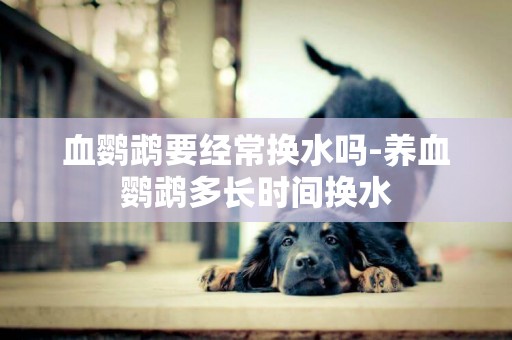 血鸚鵡要經常換水嗎-養血鸚鵡多長時間換水