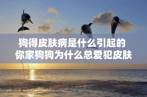 狗得皮膚病是什么引起的 你家狗狗為什么總愛犯皮膚病?
