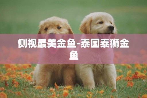 側視最美金魚-泰國泰獅金魚