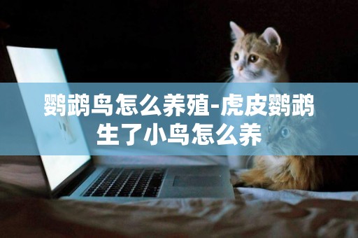 鸚鵡鳥怎么養殖-虎皮鸚鵡生了小鳥怎么養