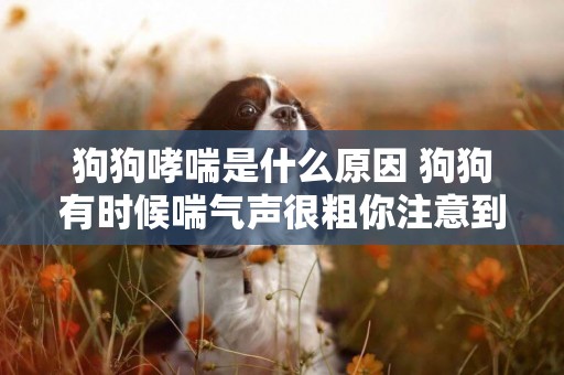 狗狗哮喘是什么原因 狗狗有時候喘氣聲很粗你注意到了嗎？