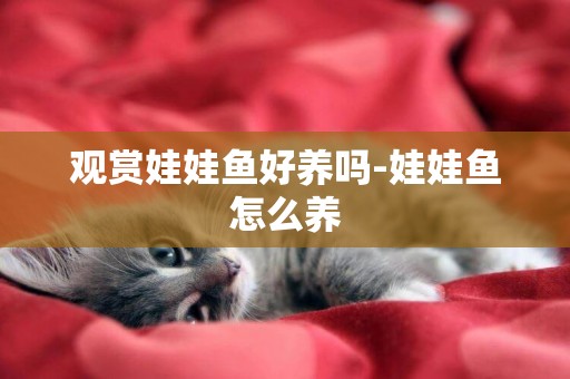 觀賞娃娃魚好養嗎-娃娃魚怎么養