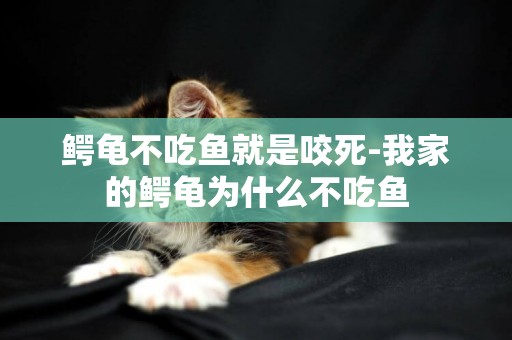 鱷龜不吃魚就是咬死-我家的鱷龜為什么不吃魚