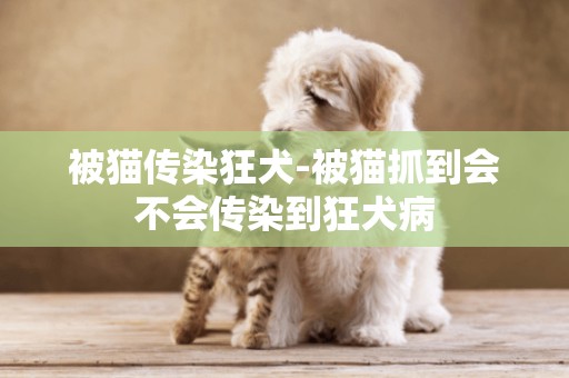 被貓傳染狂犬-被貓抓到會不會傳染到狂犬病