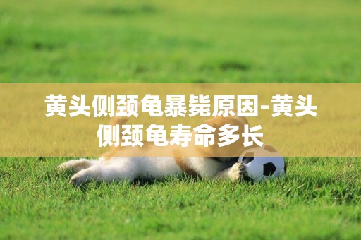 黃頭側頸龜暴斃原因-黃頭側頸龜壽命多長