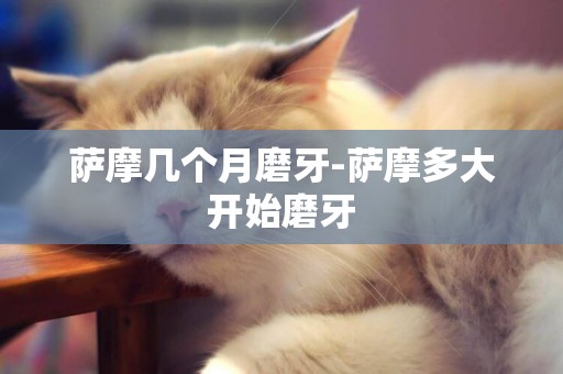 薩摩幾個月磨牙-薩摩多大開始磨牙